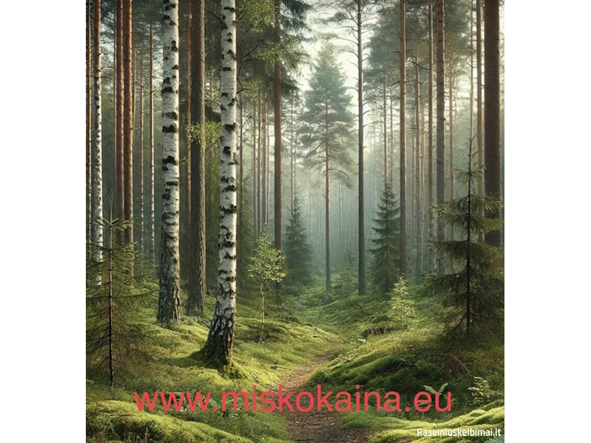 Perkame mišką su žeme ar išsikirtimui